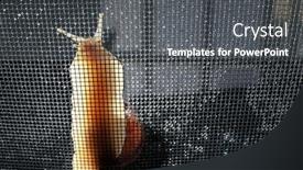  Presentation with mosquito - Slides featuring snail on mosquito net against dark background background and a dark gray colored foreground