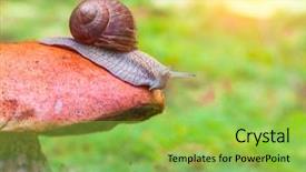 Presentation with snail - Slides enhanced with snail on mushroom background and a yellow colored foreground