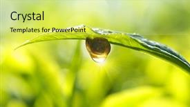  Presentation with tea plant - Beautiful slides featuring snail on tea leaf backdrop and a yellow colored foreground