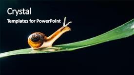  Presentation with snail - Theme enhanced with snail on the leaf background and a black colored foreground