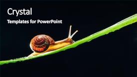  Presentation with snail - Amazing slides having snail on the leaf backdrop and a black colored foreground