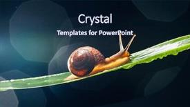  Presentation with snail - Beautiful slide deck featuring snail on the leaf backdrop and a navy blue colored foreground