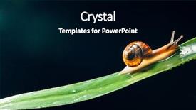  Presentation with snail - Presentation design enhanced with snail on the leaf background and a black colored foreground
