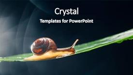  Presentation with dark green - Presentation design featuring snail on the leaf background and a black colored foreground