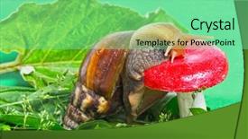  Presentation with snail - PPT layouts consisting of gastropoda - snail on the mushroom background and a seafoam green colored foreground