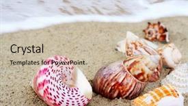  Presentation with beach - Amazing presentation theme having snail shell - seashells on beach backdrop and a soft green colored foreground