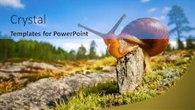  Presentation with snail - PPT layouts featuring snail slowly creeping along super macro close-up background and a light blue colored foreground