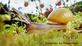  Presentation with snail - Presentation theme having snail-slowly-creeping-along-super background and a gold colored foreground