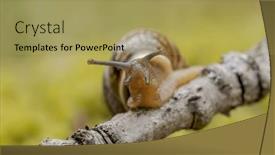  Presentation with snail - Presentation consisting of snail-slowly-creeping-along-super background and a yellow colored foreground