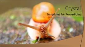  Presentation with snail - Beautiful slide deck featuring snail spring cheile dobrogei romania backdrop and a yellow colored foreground