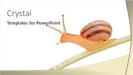  Presentation with snail - Slides having snail walking on a leaf isolated against white background background and a white colored foreground