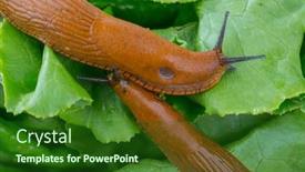  Presentation with snail - Cool new PPT layouts with gastropoda - snail with lettuce green leaf backdrop and a forest green colored foreground