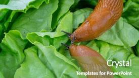  Presentation with snail - Colorful presentation theme enhanced with snail with lettuce leaf backdrop and a seafoam green colored foreground