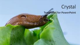  Presentation with snail - Amazing slide deck having snail with lettuce leaf backdrop and a  colored foreground