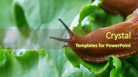  Presentation with snail - Beautiful presentation theme featuring snail with lettuce leaf backdrop and a tawny brown colored foreground