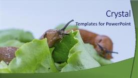  Presentation with snail - Amazing PPT theme having snail with lettuce leaf backdrop and a sky blue colored foreground