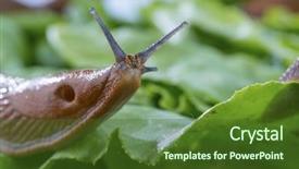  Presentation with snail - Amazing PPT layouts having snail with lettuce leaf backdrop and a tawny brown colored foreground
