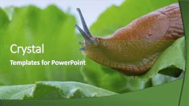  Presentation with snail - Audience pleasing slide set consisting of snail with lettuce leaf backdrop and a tawny brown colored foreground