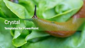  Presentation with snail - Presentation theme consisting of snail with lettuce leaf background and a shamrock green colored foreground