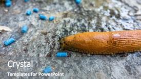  Presentation with snail - Beautiful PPT layouts featuring snail with slug pellets backdrop and a gray colored foreground