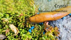  Presentation with snail - PPT theme having snail with slug pellets background and a yellow colored foreground