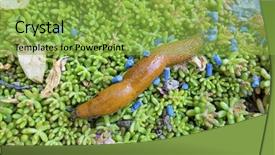  Presentation with snail - Presentation design with snail with slug pellets background and a seafoam green colored foreground