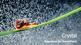 Presentation with egrets by water - Cool new PPT theme with snail with water particles bokeh backdrop and a  colored foreground