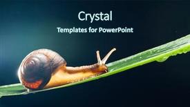  Presentation with snail - Audience pleasing theme consisting of snail with water particles bokeh backdrop and a navy blue colored foreground