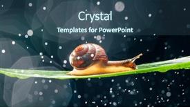  Presentation with snail - Colorful PPT layouts enhanced with snail with water particles bokeh backdrop and a  colored foreground