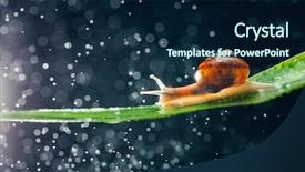  Presentation with water sustainbility - PPT layouts having snail with water particles bokeh background and a navy blue colored foreground