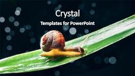  Presentation with particles bonded - Amazing slide set having snail with water particles bokeh backdrop and a  colored foreground