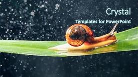  Presentation with snail - PPT layouts having snail with water particles bokeh background and a  colored foreground