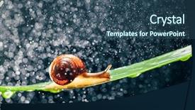  Presentation with water leaf - Colorful slide set enhanced with snail with water particles bokeh backdrop and a ocean colored foreground