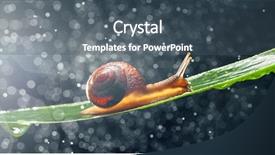  Presentation with snail - Cool new PPT theme with snail with water particles bokeh backdrop and a  colored foreground