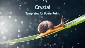  Presentation with snail - Slide set enhanced with snail with water particles bokeh background and a  colored foreground