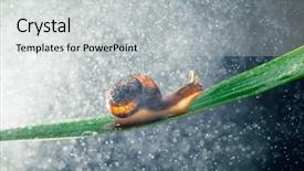  Presentation with water irrigation canals - Colorful presentation theme enhanced with snail with water particles bokeh backdrop and a  colored foreground