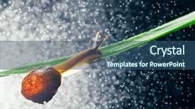  Presentation with snail - Amazing slide set having snail with water particles bokeh backdrop and a  colored foreground