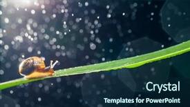  Presentation with water leaf - Amazing presentation theme having snail with water particles bokeh backdrop and a  colored foreground