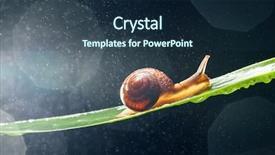  Presentation with snail - Presentation with snail with water particles bokeh background and a  colored foreground