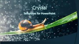  Presentation with snail - Audience pleasing slides consisting of snail with water particles bokeh backdrop and a  colored foreground