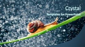  Presentation with snail - Amazing presentation design having snail with water particles bokeh backdrop and a  colored foreground