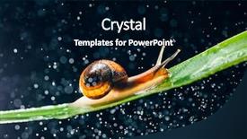  Presentation with water leaf - PPT layouts with snail with water particles bokeh background and a black colored foreground