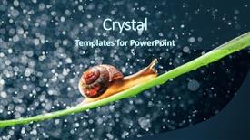  Presentation with forestry water - Audience pleasing PPT layouts consisting of snail with water particles bokeh backdrop and a  colored foreground