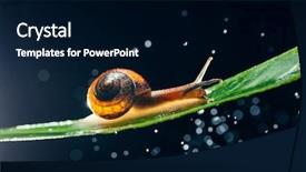  Presentation with water treatmment - Presentation design with snail with water particles bokeh background and a  colored foreground