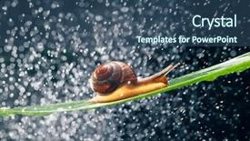  Presentation with snail - Beautiful PPT theme featuring snail with water particles bokeh backdrop and a ocean colored foreground