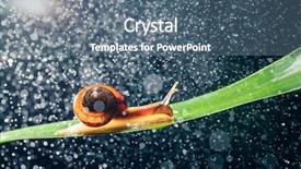  Presentation with particles bonded - Colorful PPT theme enhanced with snail with water particles bokeh backdrop and a  colored foreground