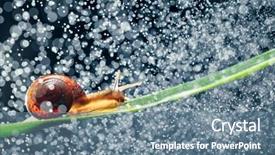  Presentation with pollutan water - Amazing slide deck having snail with water particles bokeh backdrop and a  colored foreground