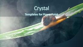  Presentation with snail - Audience pleasing PPT theme consisting of snail with water particles bokeh backdrop and a ocean colored foreground