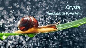  Presentation with snail - PPT theme with snail with water particles bokeh background and a ocean colored foreground