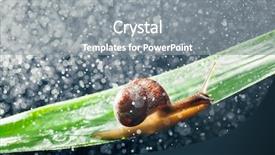  Presentation with particles bonded - Amazing slide set having snail with water particles bokeh backdrop and a  colored foreground